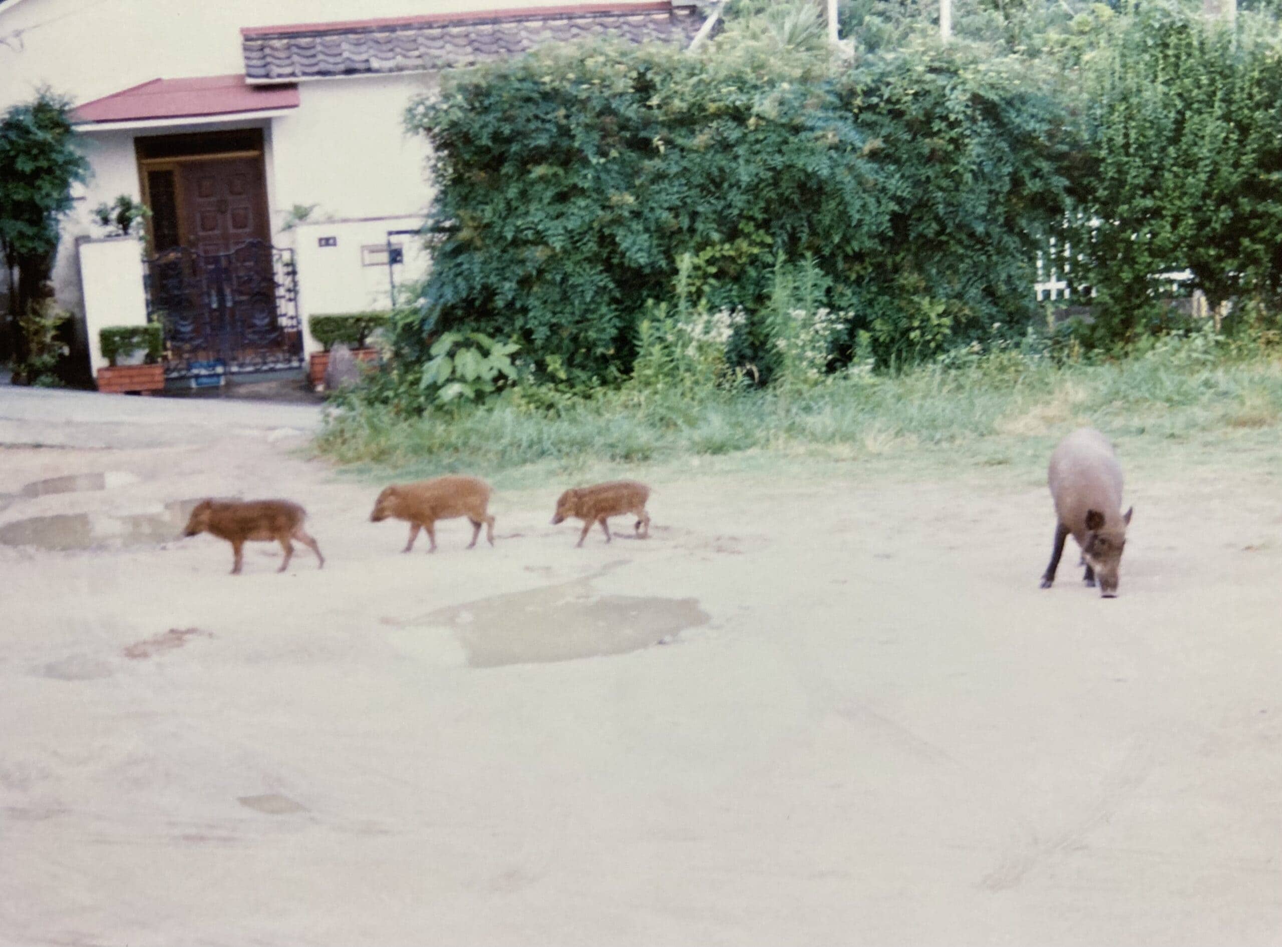 自然豊かな六甲